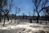 Bushfire destroys 7,000 hectares