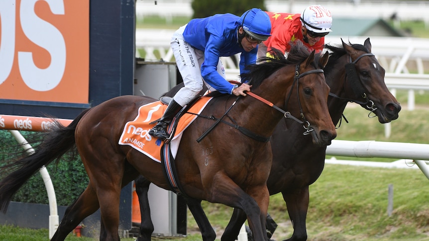 A jockey rides a horse to victory in the Caulfield Guineas.