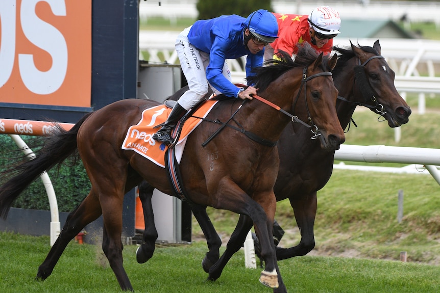 A jockey rides a horse to victory in the Caulfield Guineas.