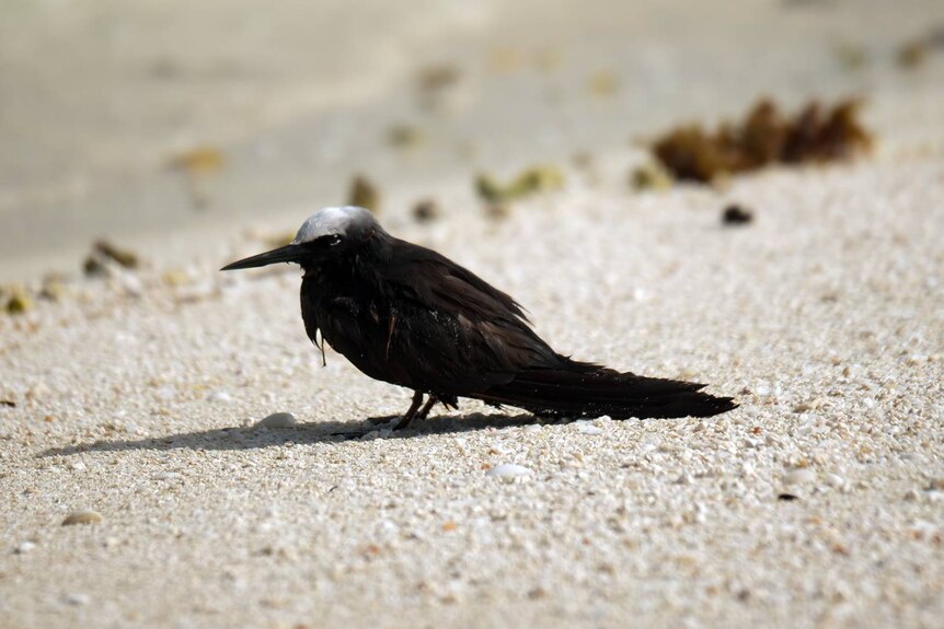 A black noddy with a white head looking miserable, sitting on sand by the water.