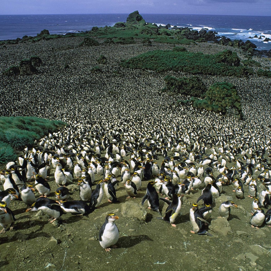 Aerial view of a huge Royal Penguin colony on Macquarie Island