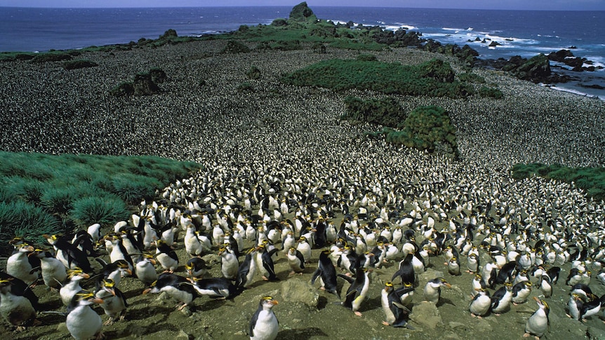 Aerial view of a huge Royal Penguin colony on Macquarie Island