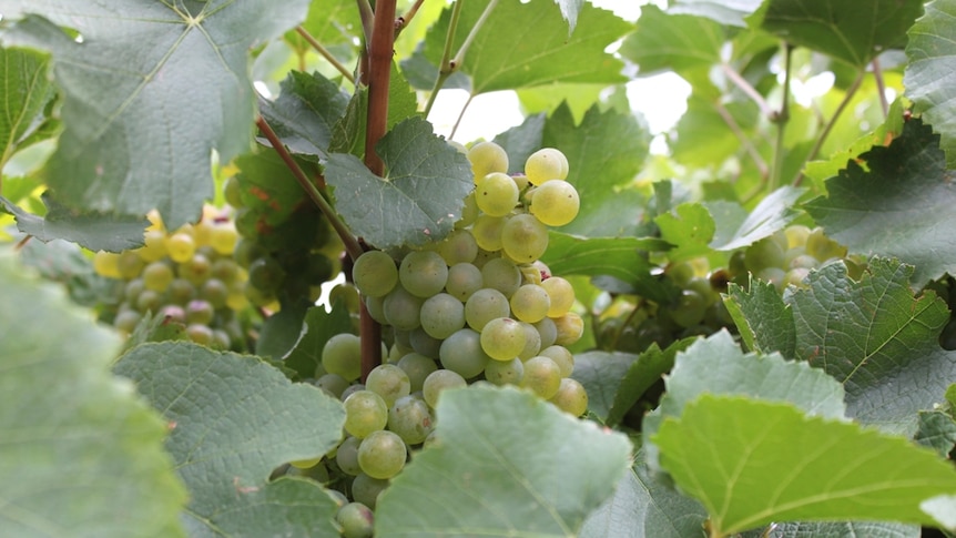 Ripening Chardonnay grapes in South Australia's Riverland