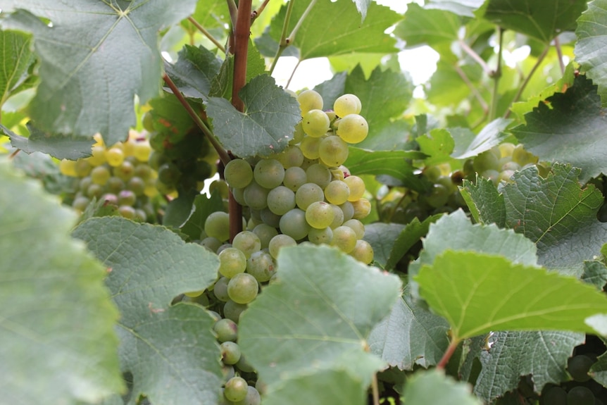 Ripening Chardonnay grapes in South Australia's Riverland