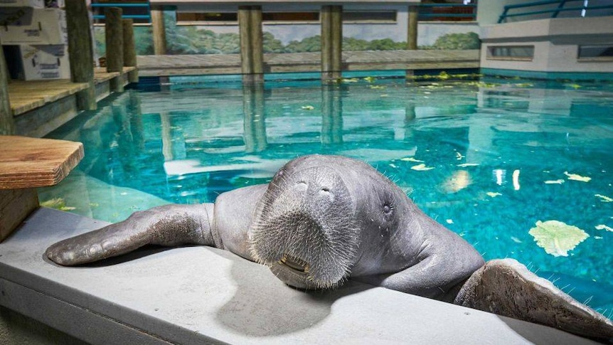 A manatee holds on to the end of his pool and smiles at the camera.