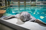 A manatee holds on to the end of his pool and smiles at the camera.