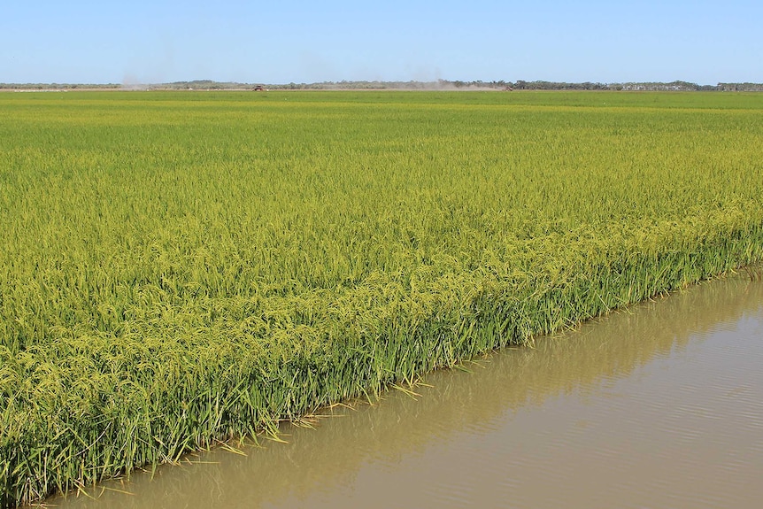 New rice variety YRM70 growing on "Old Coree",  Jerilderie.