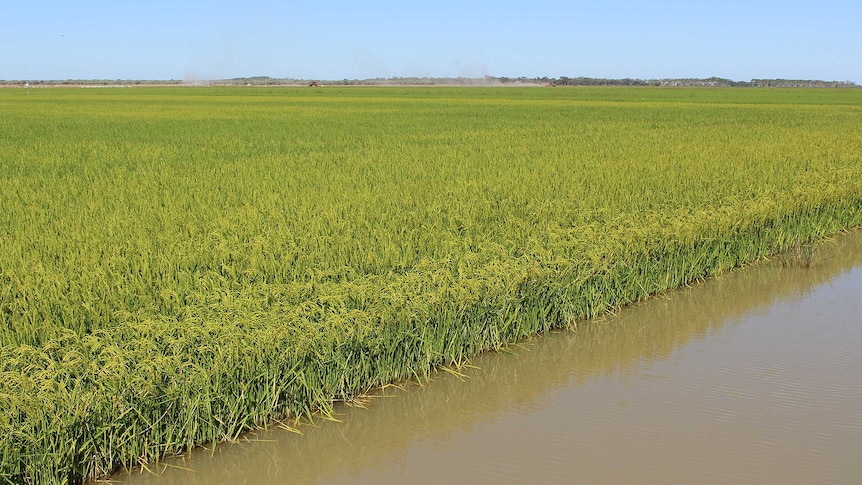 New rice variety YRM70 growing on "Old Coree",  Jerilderie.