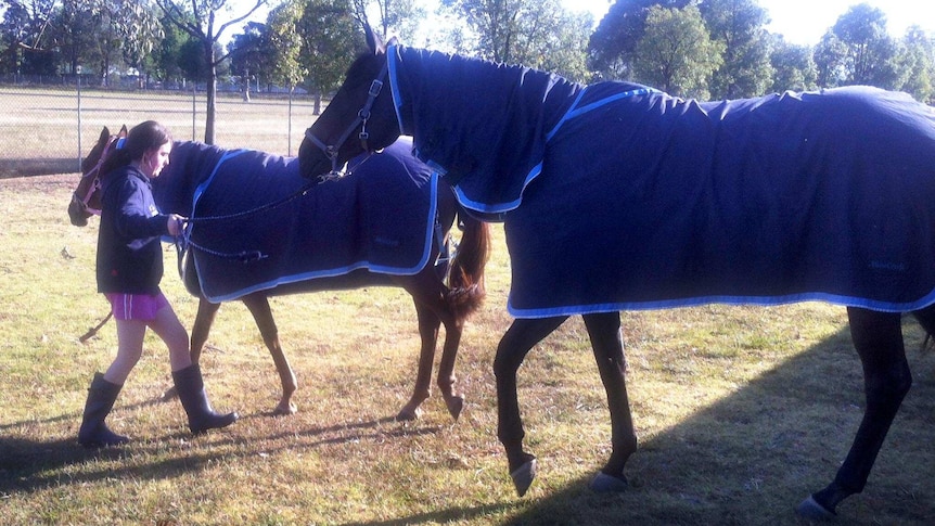 Molly Talbot handles two of the family's horses that were evacuated from bushfires.