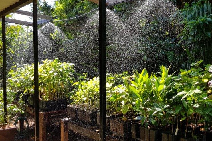 Plants being watered in backyard nursery