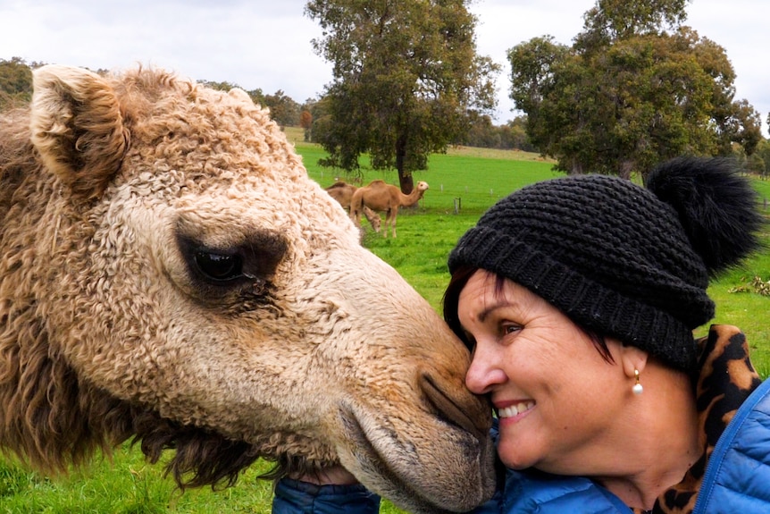 Camel nose nuzzling a woman's face in a green grassy paddock with camels in the background.