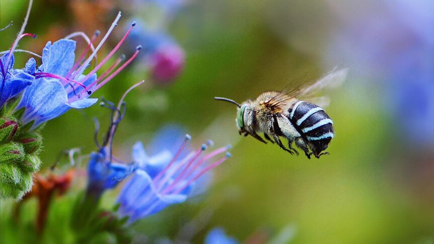 A blue banded bee buzzes over a flower.