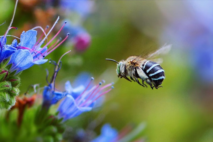 A blue banded bee buzzes over a flower.