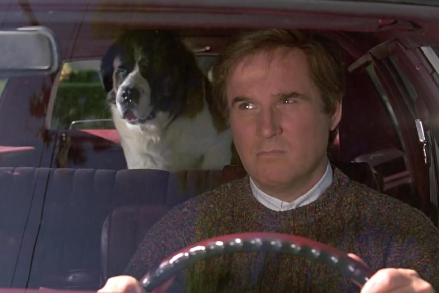 A man looks in his rear-view mirror while driving at a St Bernard dog