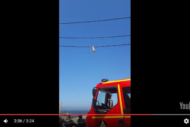 Cat dangles from power pole amid rescue attempt