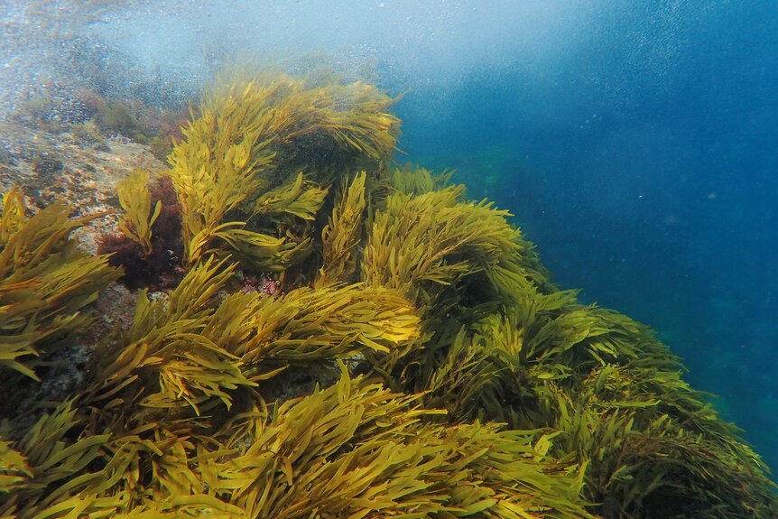 greeny-yellow seaweed covers a sandy underwater sea floor.