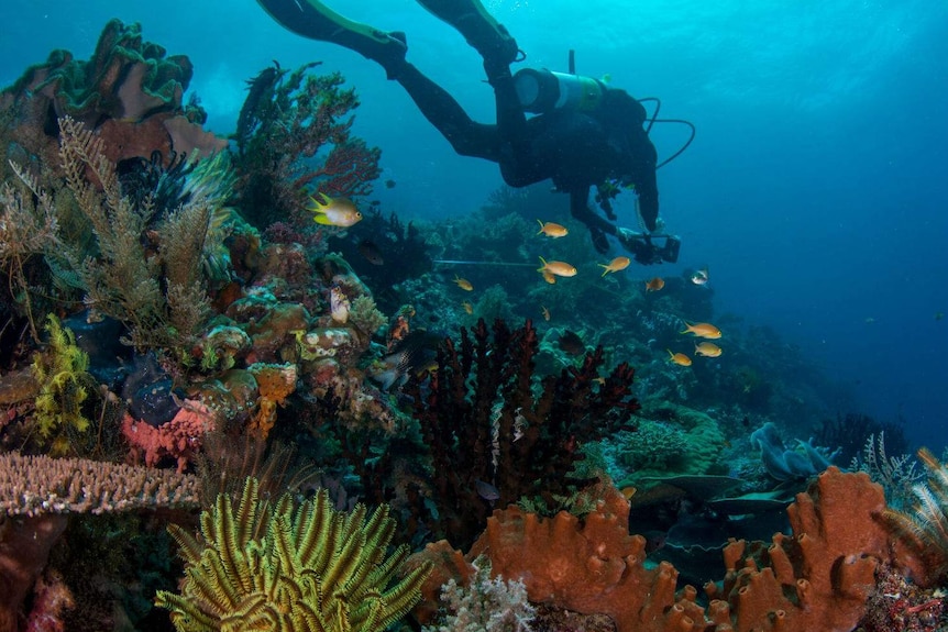 A diver underwater surrounded by coral and fish.