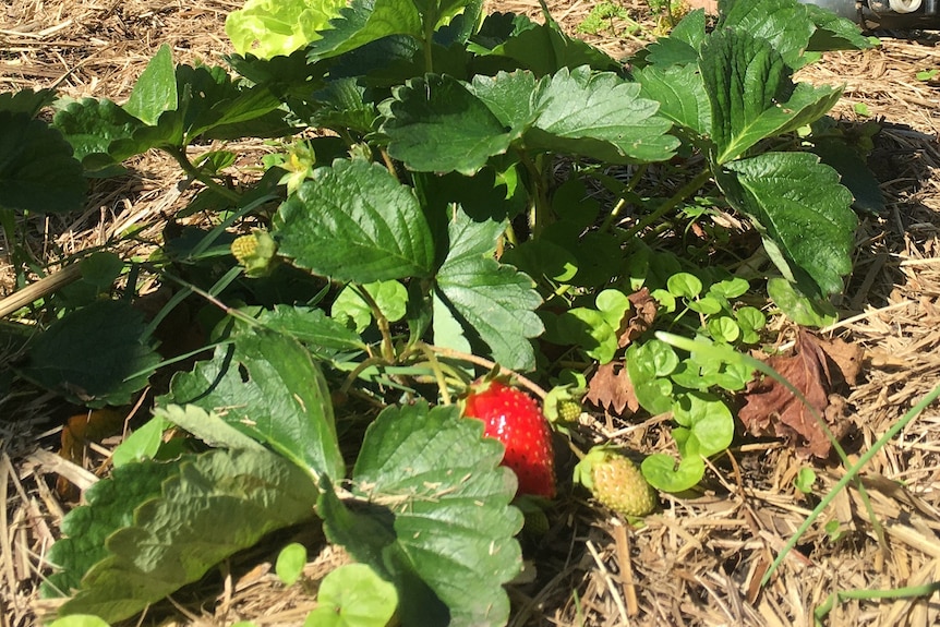 Strawberry plants in the ground with green leaves and one red fruit.