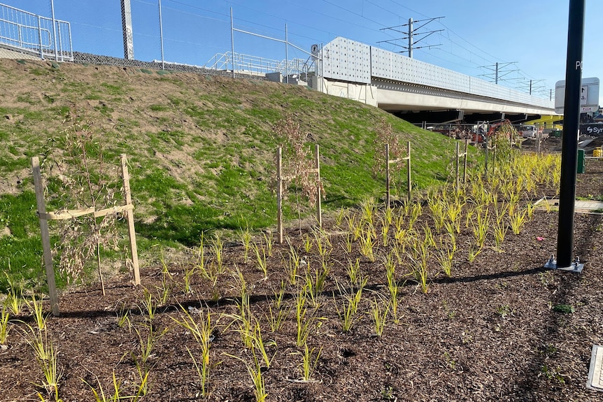 Three dying trees next to an industrial looking skyrail