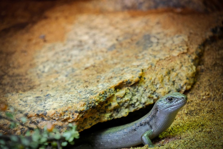 An alpine Guthega skink surveys its surroundings from between two rocks