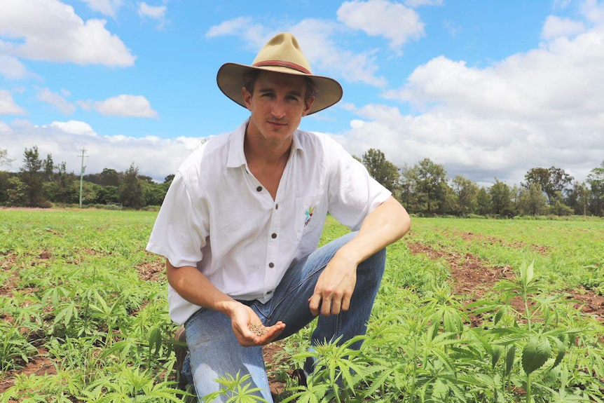Lauchlan Grout with a handful of hemp seeds crouching among his hemp crops.