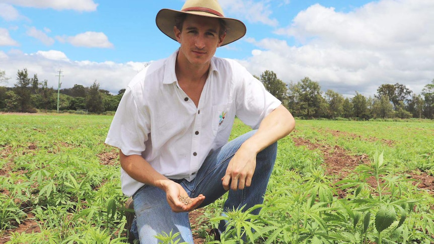 Lauchlan Grout with a handful of hemp seeds crouching among his hemp crops.