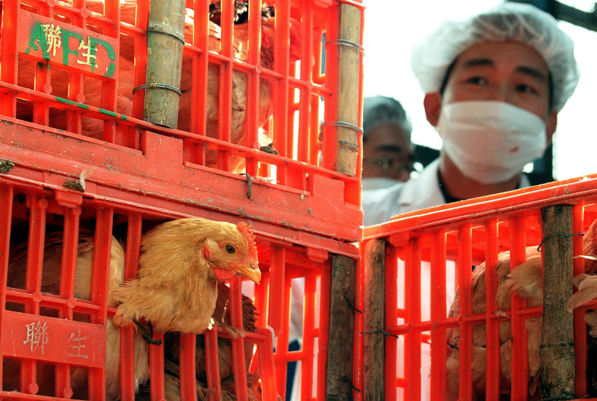 Asia has spent 30 years fighting bird flu. Here's what Australia can learn