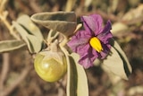 A bush tomato