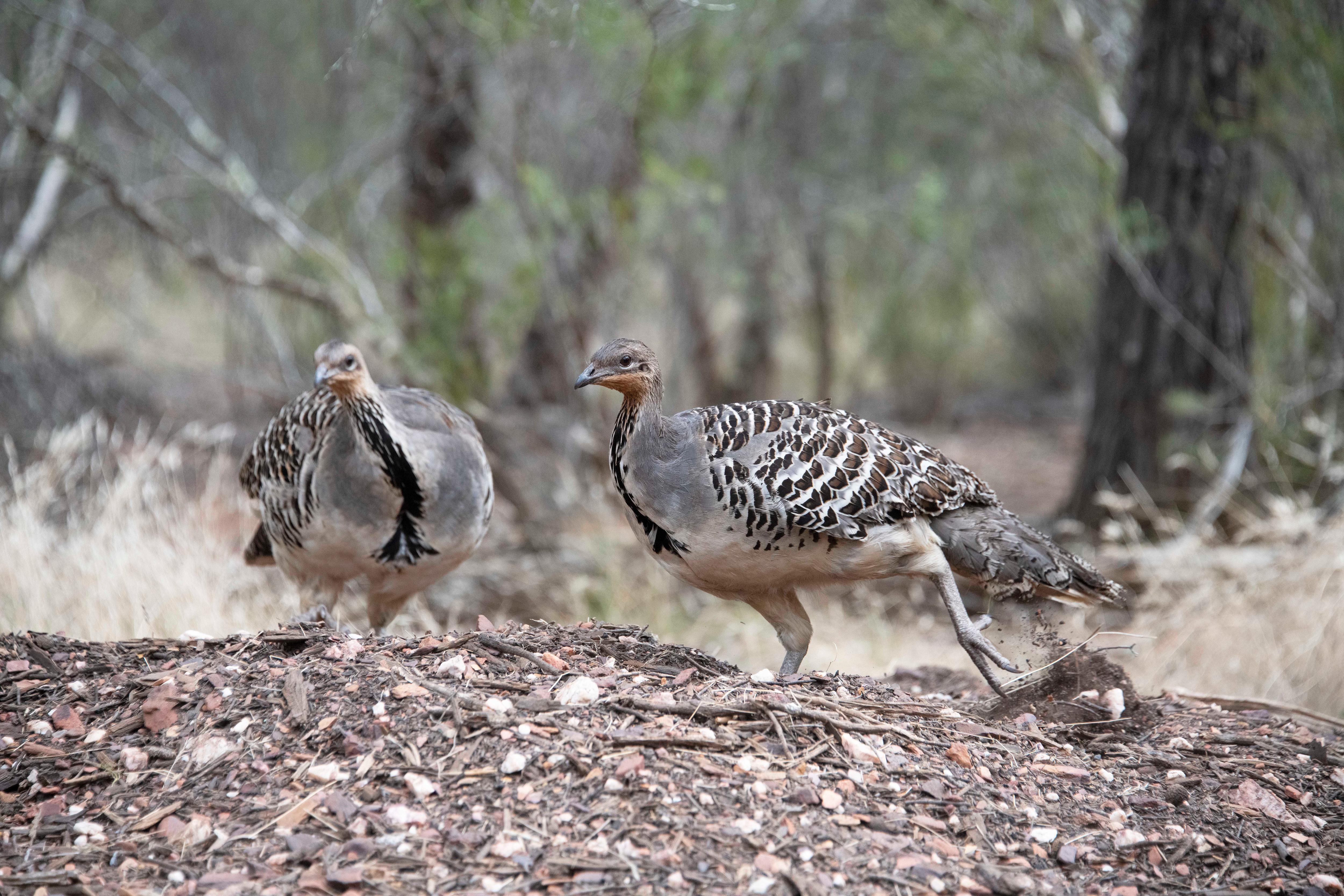 Two brown, stocky birds standing on a nest in the bush 