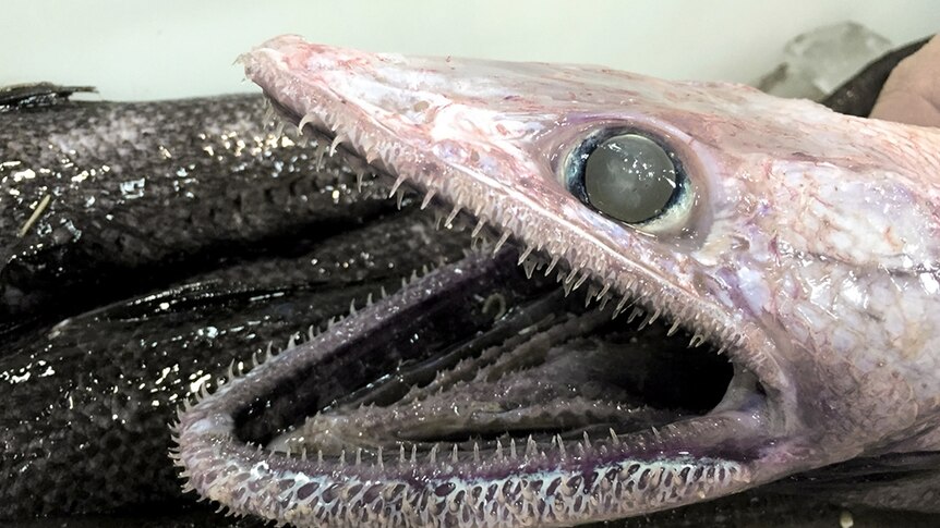 Deepsea Lizardfish (Bathysaurus ferox), photo by Dianne Bray.