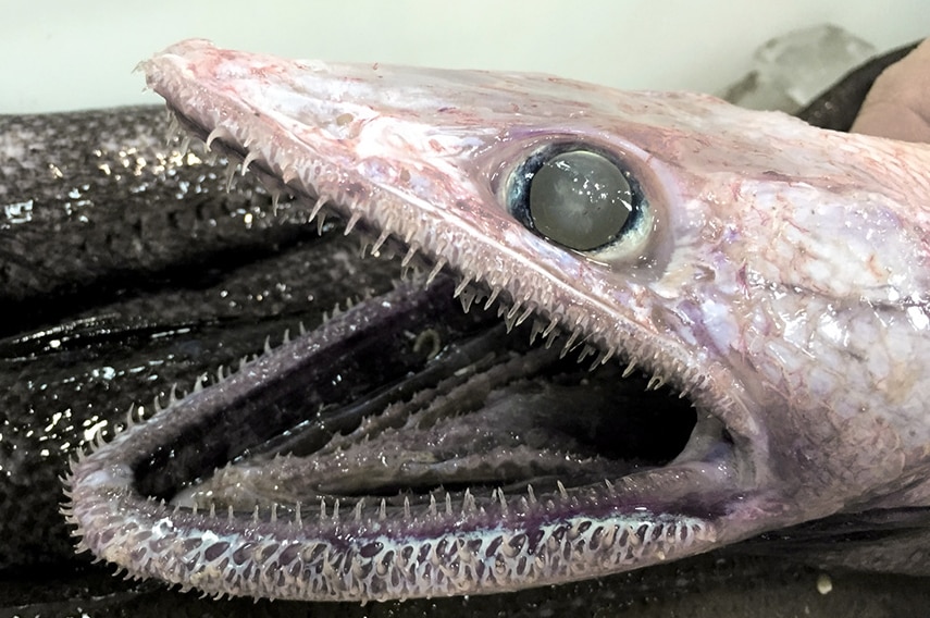 Deepsea Lizardfish (Bathysaurus ferox), photo by Dianne Bray.