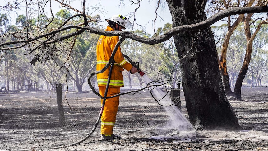 A firefighter with a fire hose sprays a smouldering tree stump.