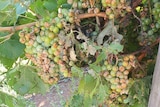 Grapes which are discolored or bruised on a vine 