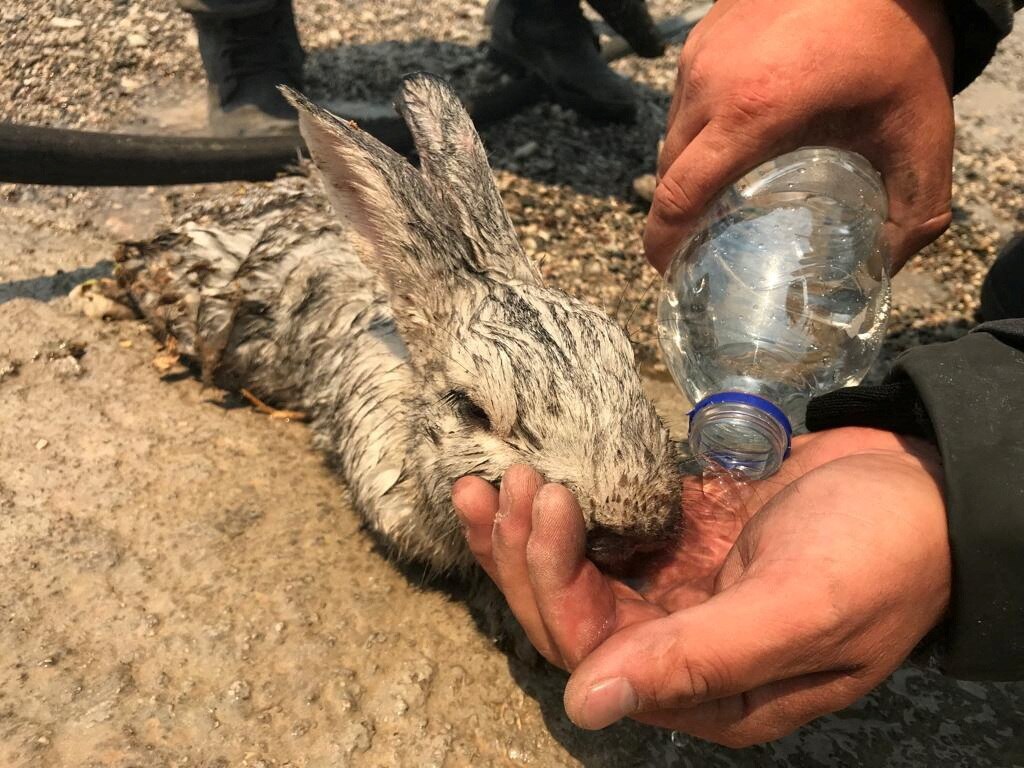 A white rabbit covered in ash drinks water from a hand of a firefighter