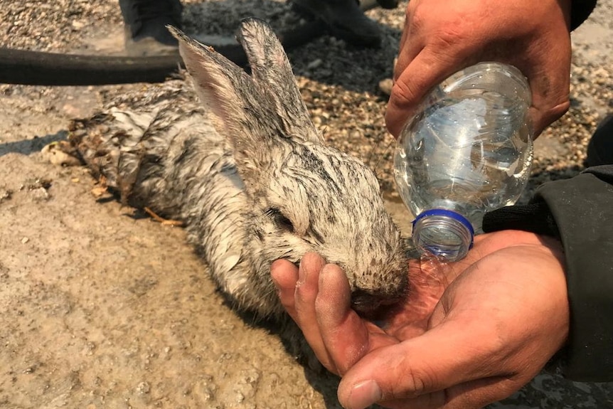 A white rabbit covered in ash drinks water from a hand of a firefighter