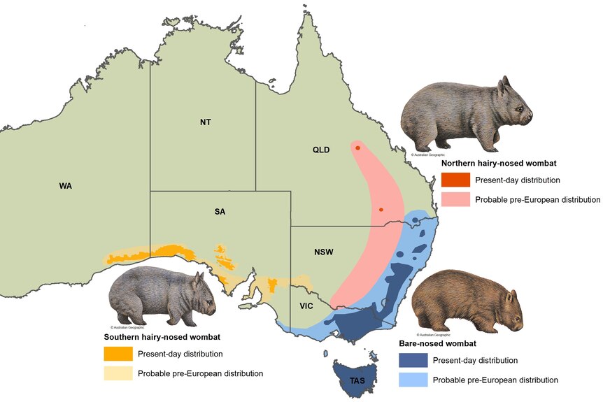 A map of Australia showing the distribution of the the three wombats that live in Australia