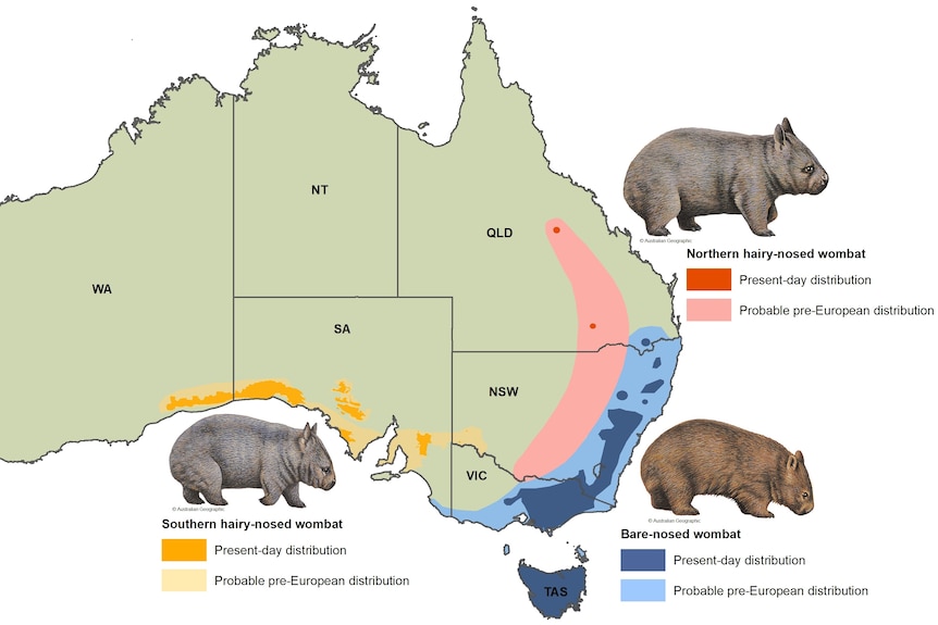 A map of Australia showing the distribution of the the three wombats that live in Australia