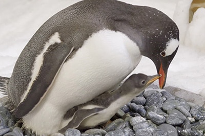A penguin and its chick standing on rocks
