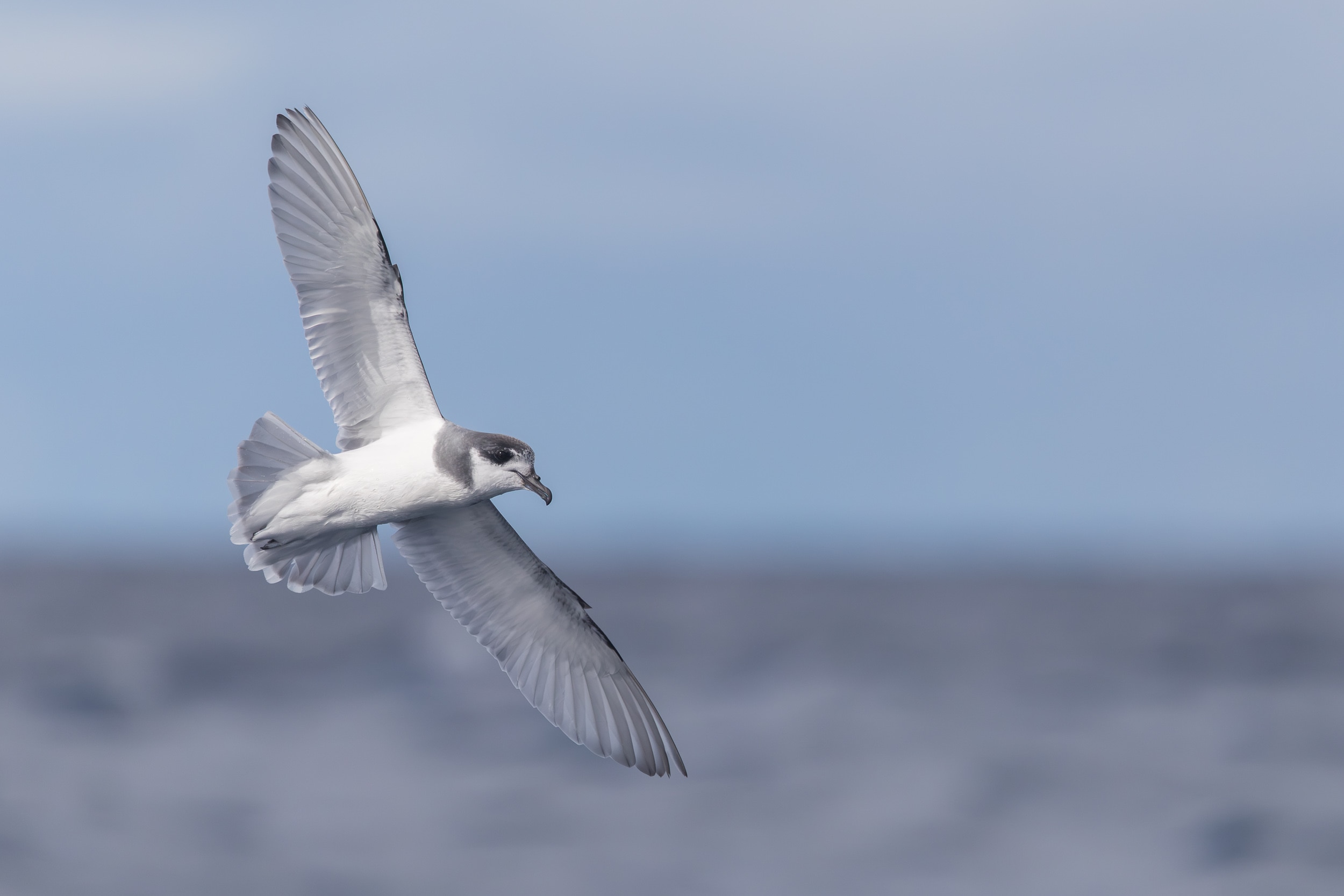 A grey and white seabird flying with wings expanded, over the ocean.