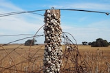 Snails on a post at Yorke Peninsula farm