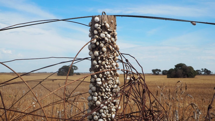 Snails on a post at Yorke Peninsula farm