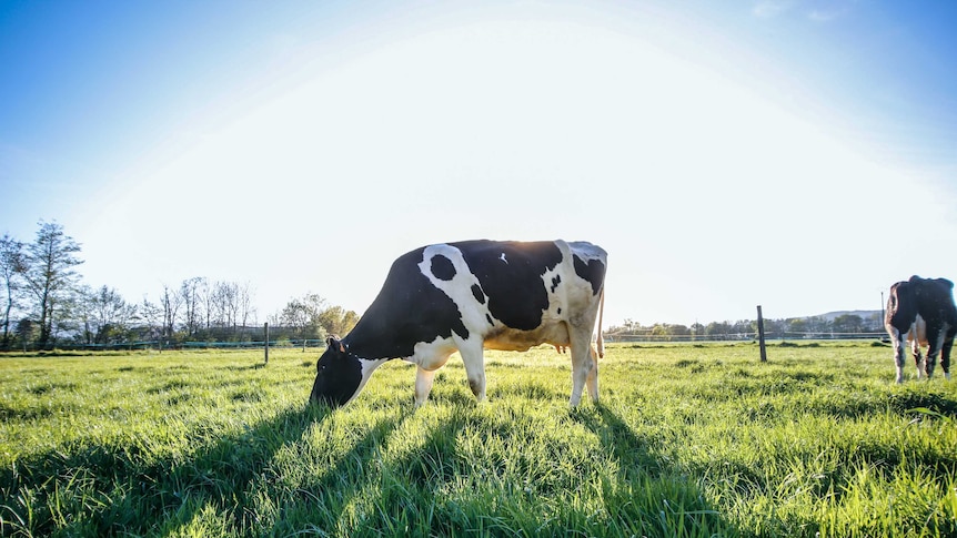 A dairy cow eats grass in the middle of a sunlit field