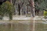 Floodwaters in Kialla