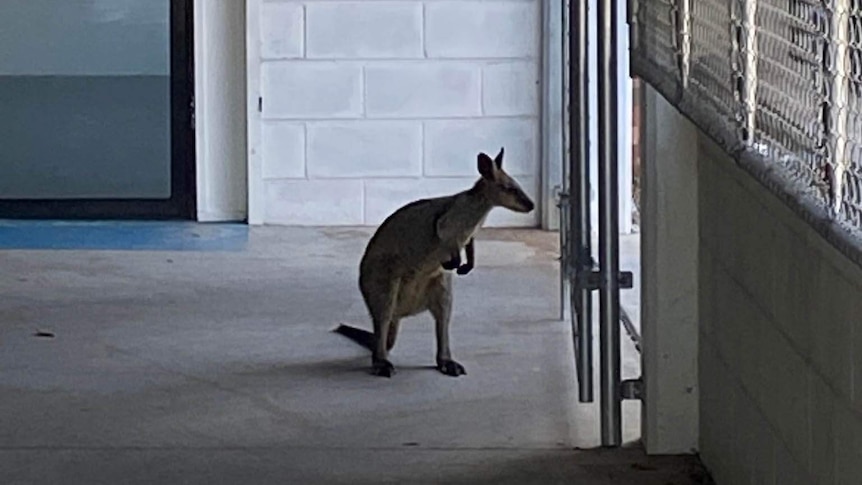 A wallaby stands inside an underground car park.