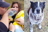 Composite image of three-year-old Aurora and Max the blue heeler