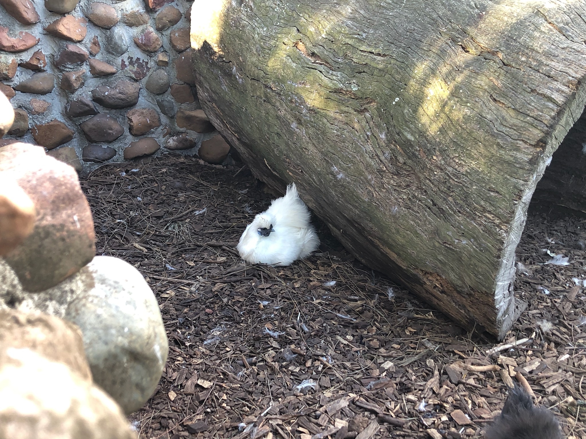 A white silky bantam chicken. 