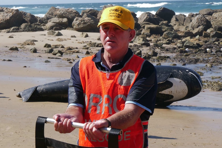 A man on a beach holding up a piece of fabric that is used to transport stranded sea animals.