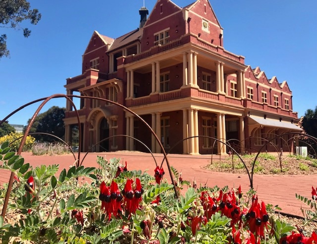 red brick and cream Goodman Building at Adelaide Botanic Garden with Sturt's desert peas in the foreground