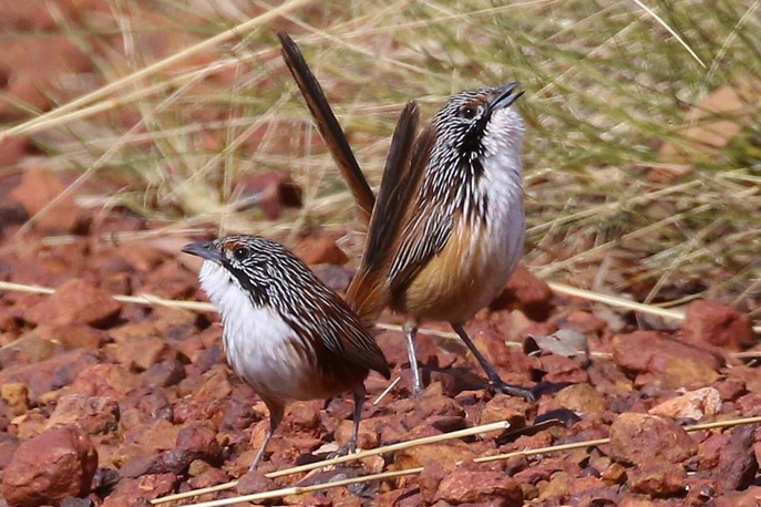 a small brown and white bird