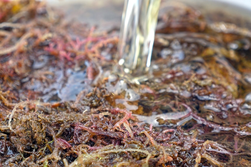 Red seaweed in a bucket with water being poured over it.